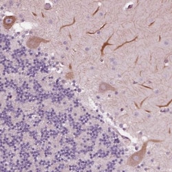 Flamingo homolog 1/CELSR3 Antibody, Novus Biologicals 0.1mL; Unlabeled:Antibodies,